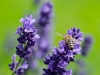 Walter Schneider, Lavendel für Biene